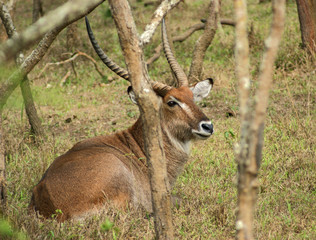 Defassa Waterbuck in Uganda