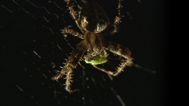 Spinne frisst Falter
