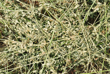 texture background of hay. Freshly .