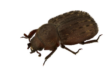 Aesalus scarabaeoides