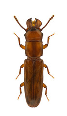 Prostomis mandibularis