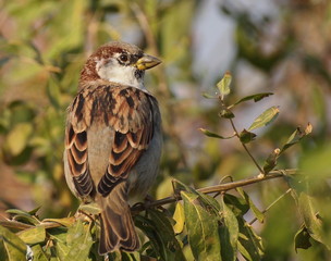 House Sparrow, Passer domesticus