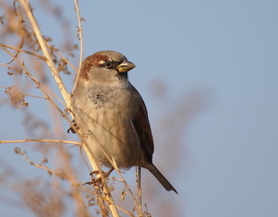 House Sparrow, Passer domesticus