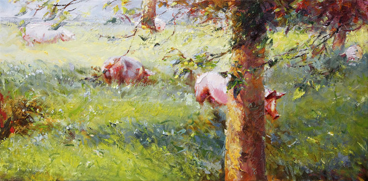 schweine auf wiese