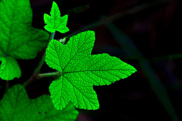 Leaf green