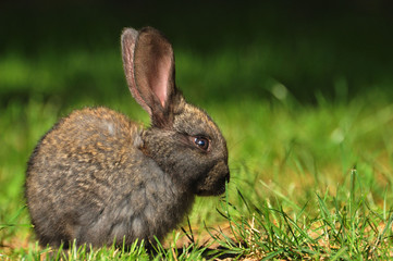 rabbit on green grass