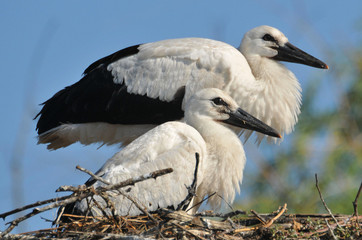 storks in the nest