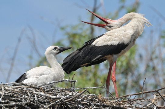 storks in the nest