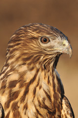 buzzard eagle