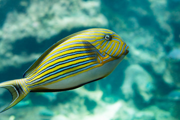 Naklejka premium Poisson tropical