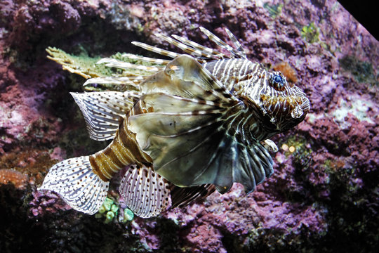 Poisson scorpion