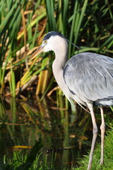 great blue heron