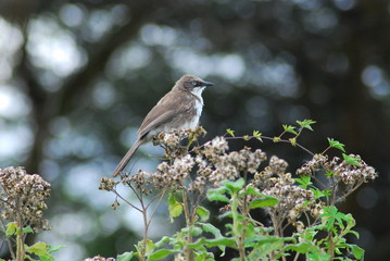 Bird