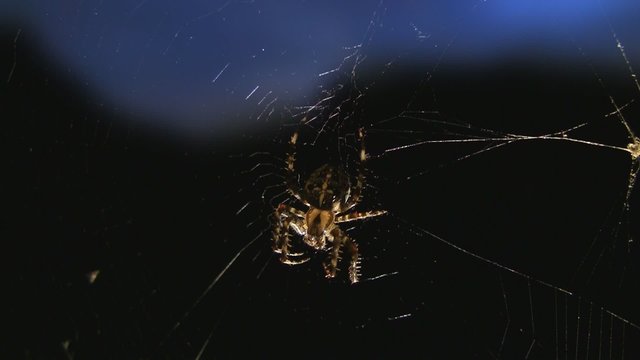 Spinne im Netz