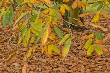 fond d'automne aux feuilles vertes