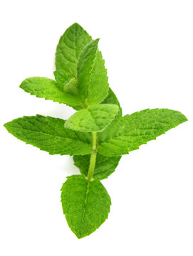 Branch of mint