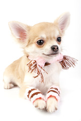 cute chihuahua puppy with striped socks and scarf