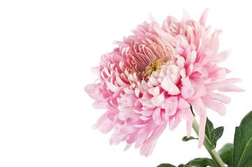 Pink Chrysanth