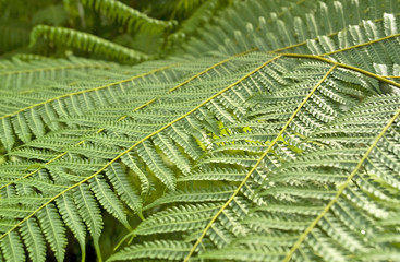 abstract leaves background