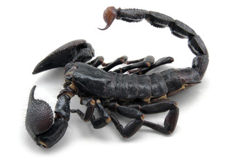 dark scorpion