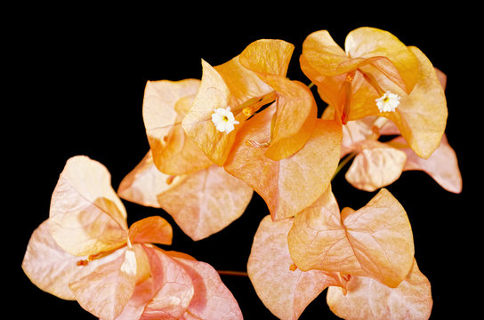 Orange bougainvillea