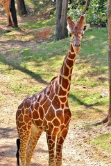 Giraffe facing the camers