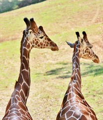 Obraz premium Giraffes overlooking the zoo