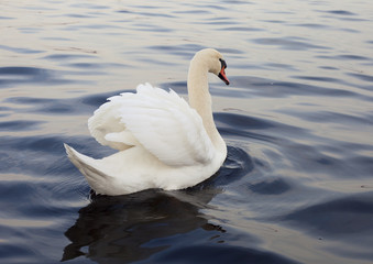 Swan.