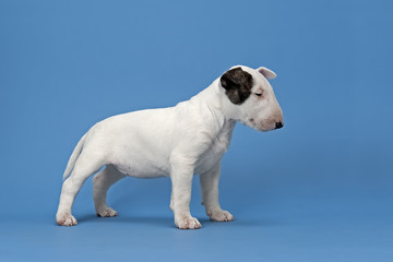 Bullterrier 12754