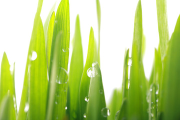 Fototapeta na wymiar świeża trawa zielona
