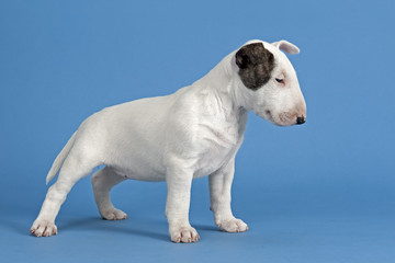 Hunde-Bullterrier-12736