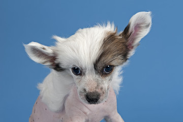 Chinese Crested Welpe 12624