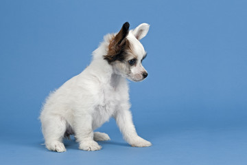 Chinese Crested Welpe 12650
