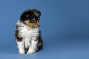 Sheltie Welpe 10412