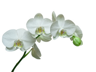 orchidée isolé sur fond blanc