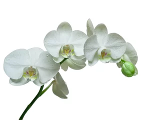 Photo sur Plexiglas Orchidée orchidée isolé sur fond blanc