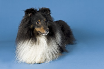 Sheltie 10471