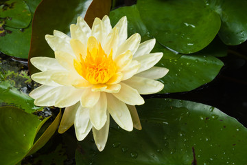 Yellow lotus flower © sritangphoto