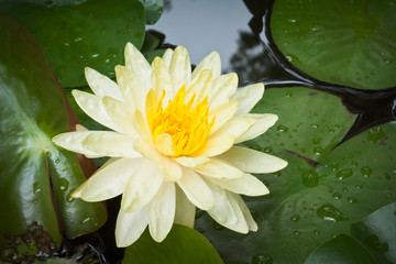 Yellow lotus flower © sritangphoto