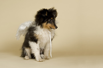 Hunde-Sheltie-11248