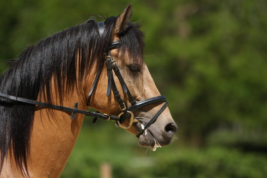 Reitpferd