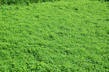 Natural green background