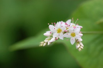 シャクチリソバの花