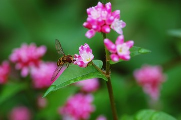 ミゾソバにアブ