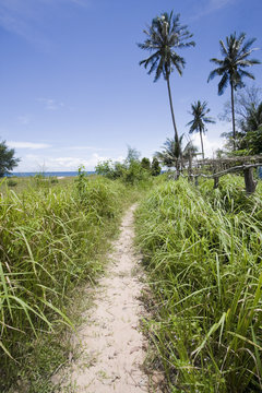 sentiero tra le palme su un'isola in cambogia