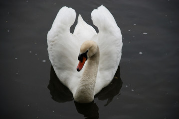 balzender Schwan