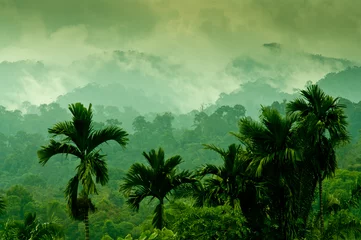 Crédence en verre imprimé Indonésie Jungle de Sumatra