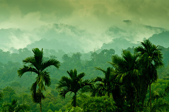 Selva de Sumatra