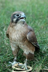 鷹の餌付けショー