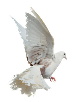 White dove flying high